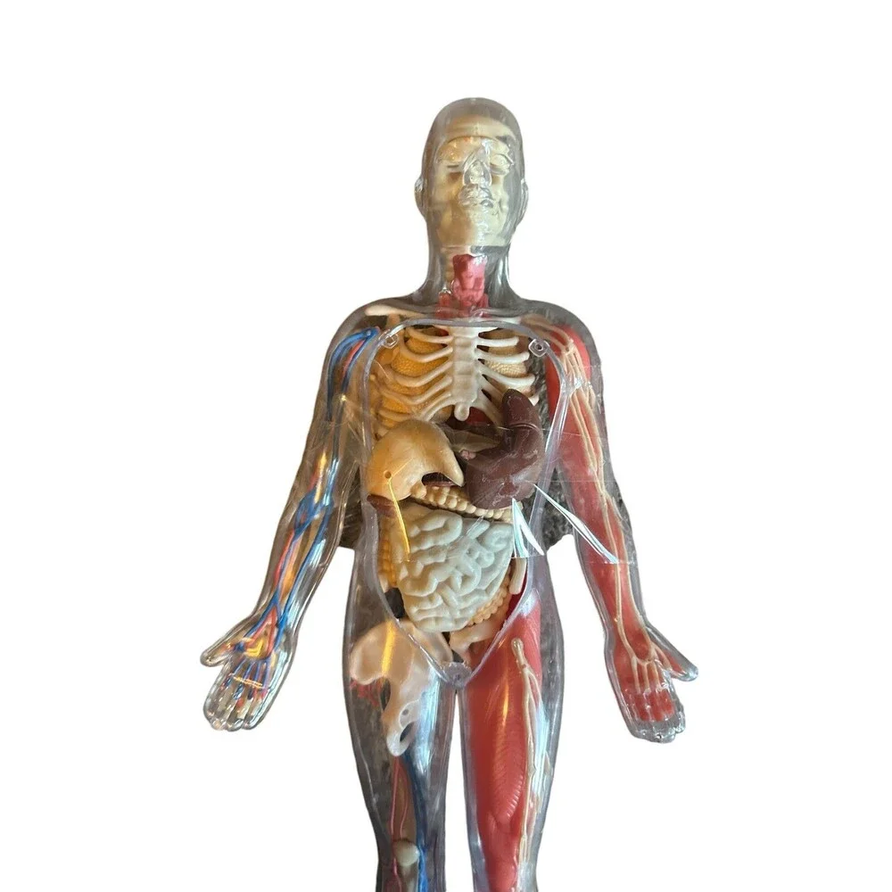 Human Body Model with Tray Removable Human Torso and Body‎ Parts